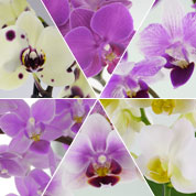 Orchid, Phalaenopsis, Phalaenopsis